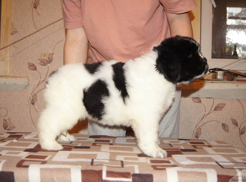 Фото: ньюфаундленд Super Bizon Malina (Супер Бизон Малина)