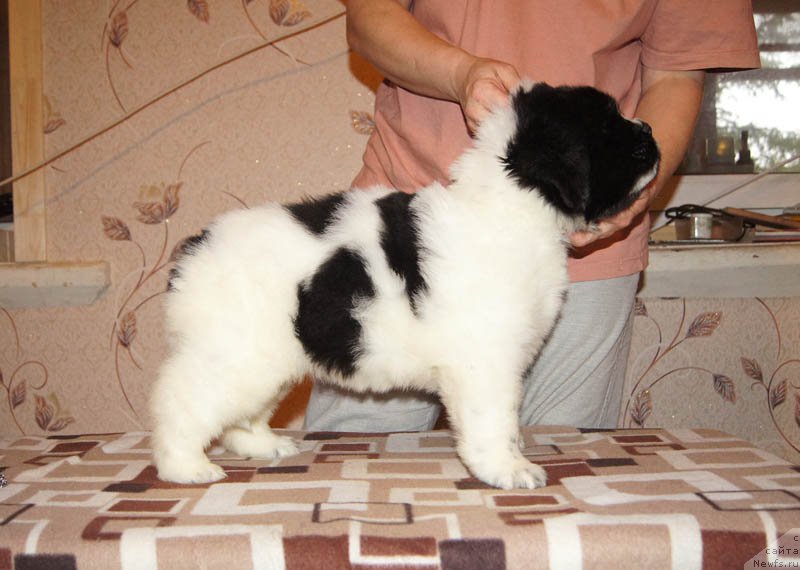 Фото: ньюфаундленд Super Bizon Malina (Супер Бизон Малина)