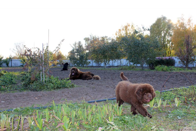 Фото: ньюфаундленд Brownblood MSK Hayes Hago (Браунблад МСК Хаиес Хаго)