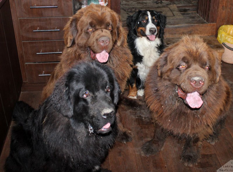 Фото: ньюфаундленд Mercedes Vialiki Miadzvedz (Мерседес Вялiкi Мядзведзь), ньюфаундленд Charli The Best Helfi Pel (Чарли Де Бест Хелфи Пэл), Боня, ньюфаундленд Charmer Denkam Bronze (Чармер Денкам Бронз)