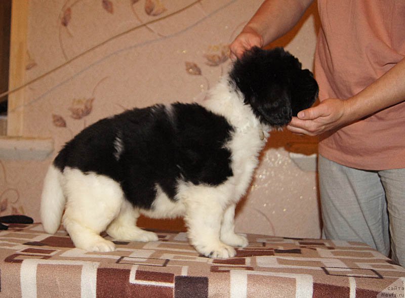 Фото: ньюфаундленд Super Bizon Matil'da (Супер Бизон Матильда)