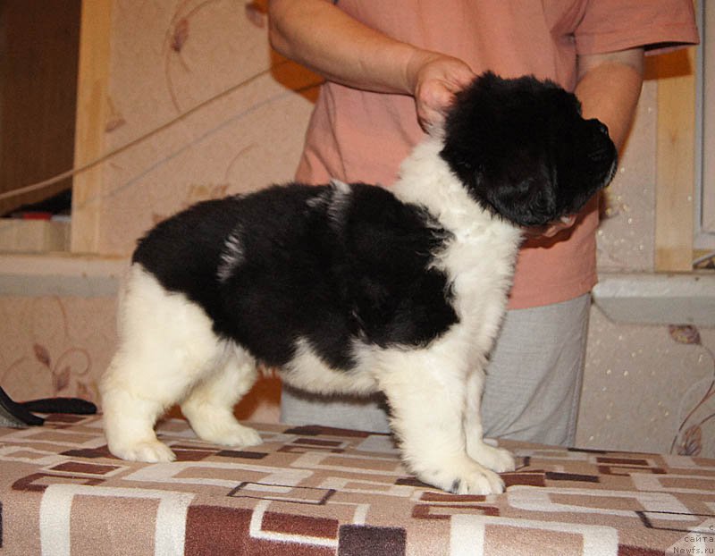 Фото: ньюфаундленд Super Bizon Matil'da (Супер Бизон Матильда)