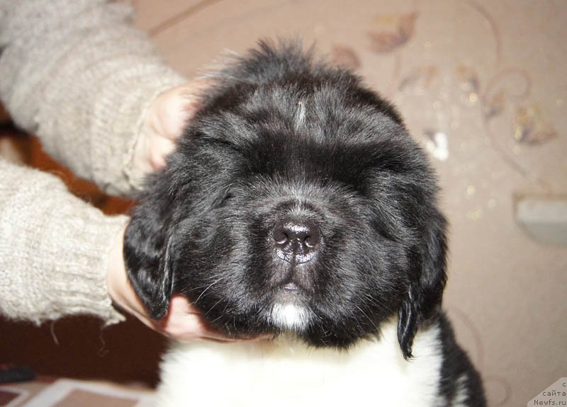 Фото: ньюфаундленд Super Bizon Matil'da (Супер Бизон Матильда)