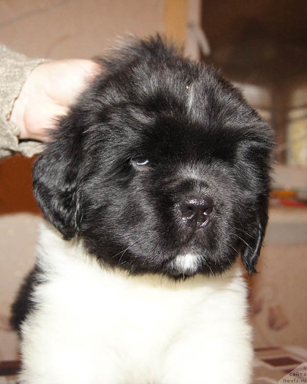 Фото: ньюфаундленд Super Bizon Matil'da (Супер Бизон Матильда)