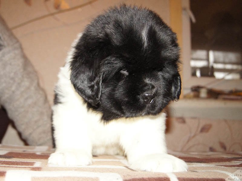 Фото: ньюфаундленд Super Bizon Matil'da (Супер Бизон Матильда)