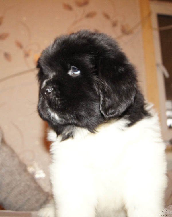 Фото: ньюфаундленд Super Bizon Matil'da (Супер Бизон Матильда)