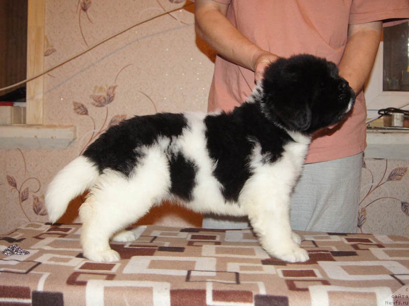 Фото: ньюфаундленд Super Bizon Melodiya (Супер Бизон Мелодия)