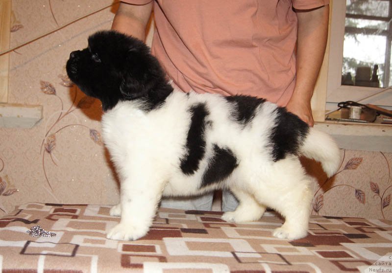 Фото: ньюфаундленд Super Bizon Melodiya (Супер Бизон Мелодия)