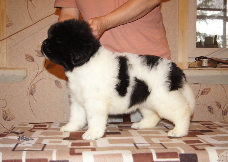 Фото: ньюфаундленд Super Bizon Melodiya (Супер Бизон Мелодия)