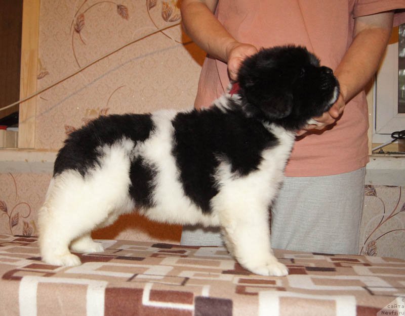 Фото: ньюфаундленд Super Bizon Melodiya (Супер Бизон Мелодия)