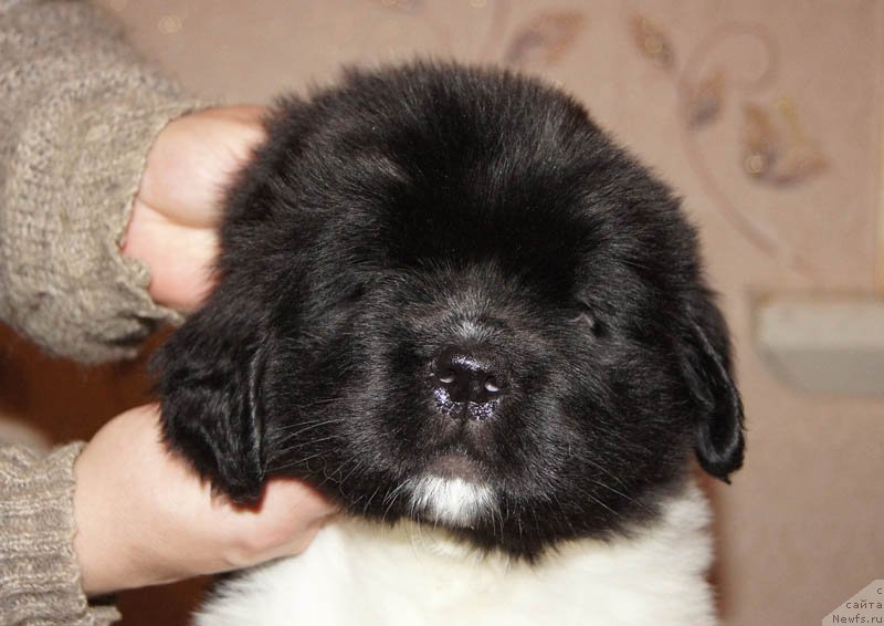 Фото: ньюфаундленд Super Bizon Melodiya (Супер Бизон Мелодия)