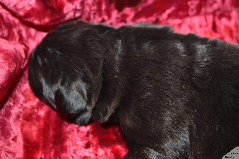Фото: ньюфаундленд Nazar Vyatskiy Medved (Назар Вятский Медведь)