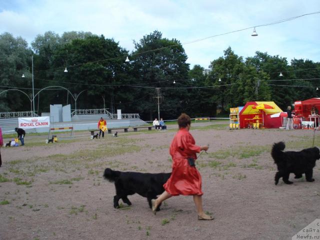 Фото: ньюфаундленд Talula Bell (Талула Белл), Anna Kovalyova (Анна Ковалёва)