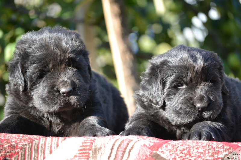 Фото: ньюфаундленд Nazar Vyatskiy Medved (Назар Вятский Медведь), ньюфаундленд Nikol' Krasavica Vyatki (Николь Красавица Вятки)