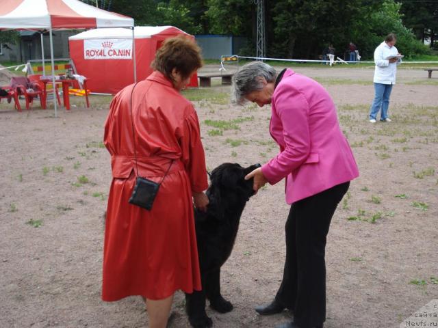 Фото: ньюфаундленд Talula Bell (Талула Белл), Anna Kovalyova (Анна Ковалёва)