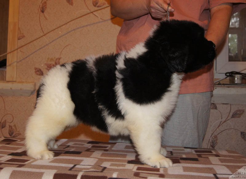 Фото: ньюфаундленд Super Bizon Maestro (Супер Бизон Маэстро)