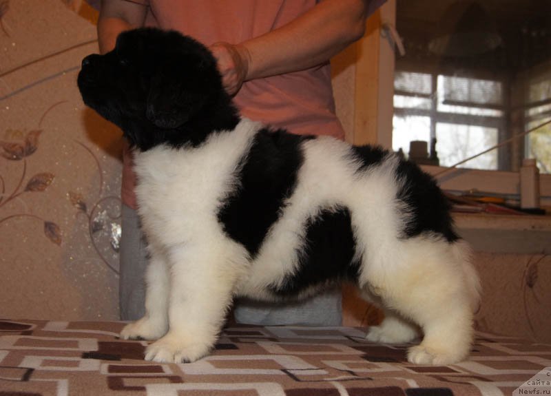 Фото: ньюфаундленд Super Bizon Maestro (Супер Бизон Маэстро)