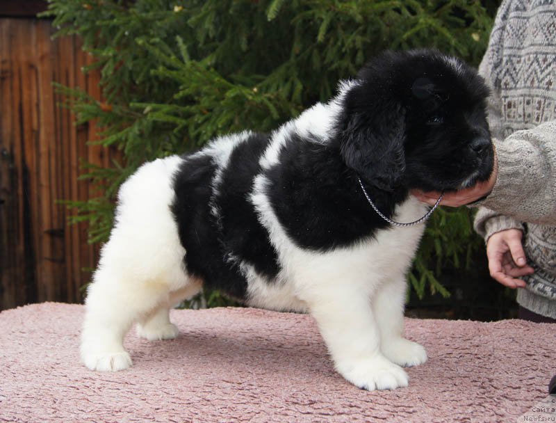 Фото: ньюфаундленд Super Bizon Maestro (Супер Бизон Маэстро)