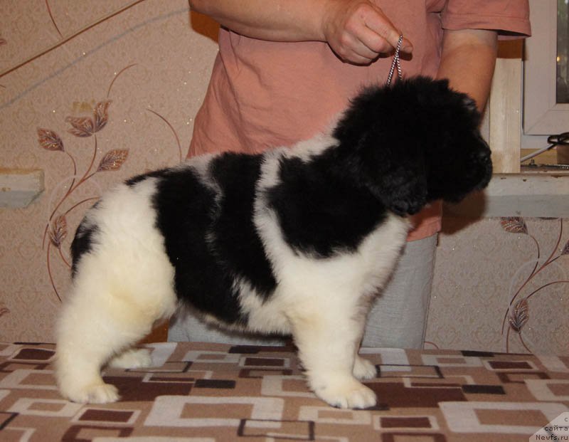 Фото: ньюфаундленд Super Bizon Maestro (Супер Бизон Маэстро)