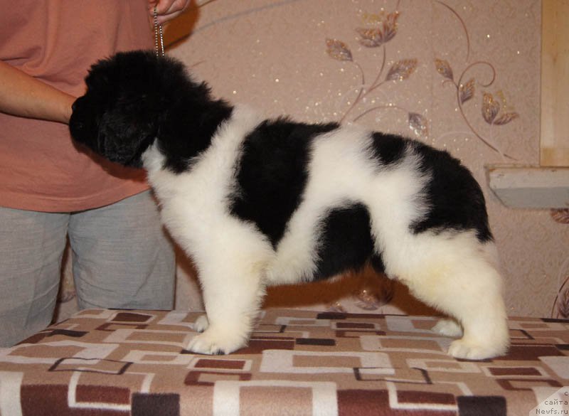 Фото: ньюфаундленд Super Bizon Maestro (Супер Бизон Маэстро)