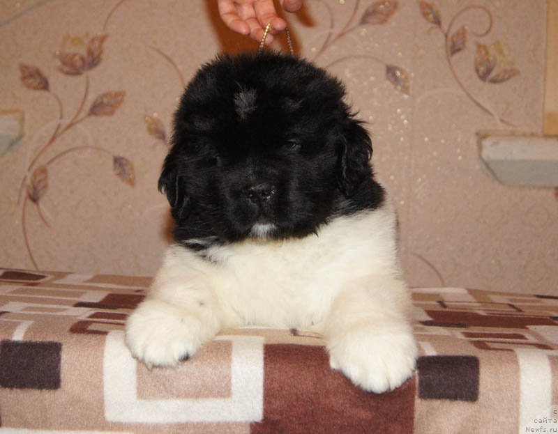 Фото: ньюфаундленд Super Bizon Maestro (Супер Бизон Маэстро)