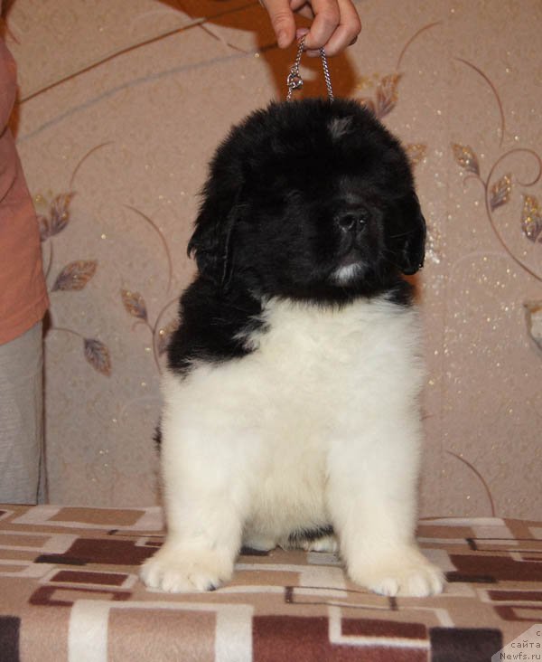 Фото: ньюфаундленд Super Bizon Maestro (Супер Бизон Маэстро)