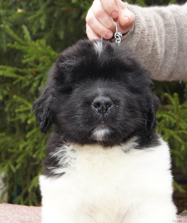 Фото: ньюфаундленд Super Bizon Maestro (Супер Бизон Маэстро)