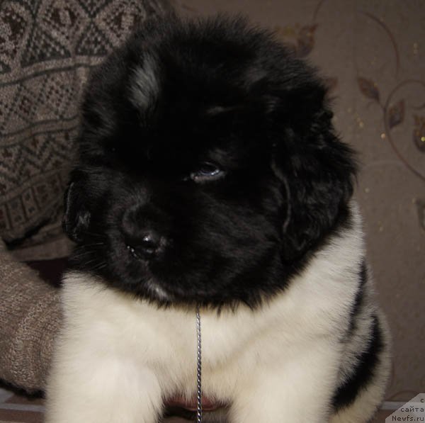 Фото: ньюфаундленд Super Bizon Maestro (Супер Бизон Маэстро)