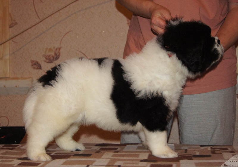 Фото: ньюфаундленд Super Bizon Mursielaga (Супер Бизон Мурсиелага)