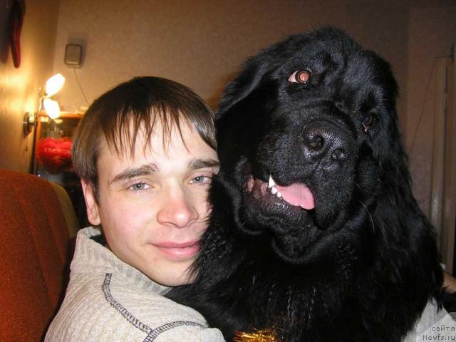Фото: ньюфаундленд Lesnaya Skazka Roza CHernaya (Лесная Сказка Роза Черная), Maksim Kanunnikov (Максим Канунников)