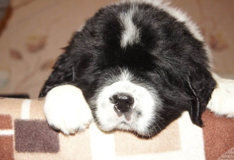 Фото: ньюфаундленд Super Bizon Mursielaga (Супер Бизон Мурсиелага)