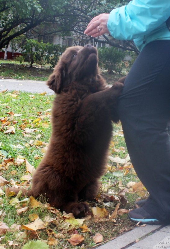 Фото: ньюфаундленд Brownblood MSK Happy Teddy (Браунблад МСК Хэппи Тедди)
