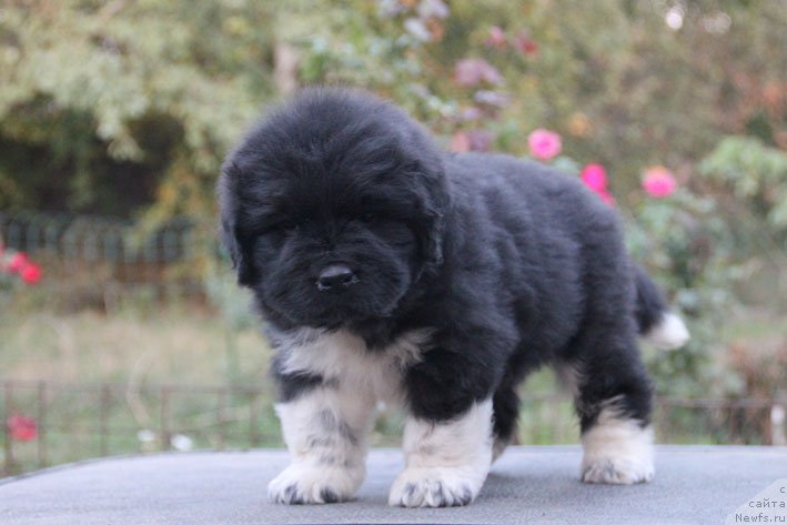 Фотография № 165524