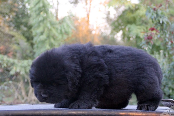 Фотография № 165525