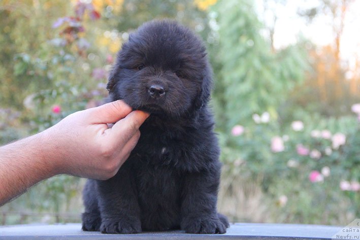 Фотография № 165528