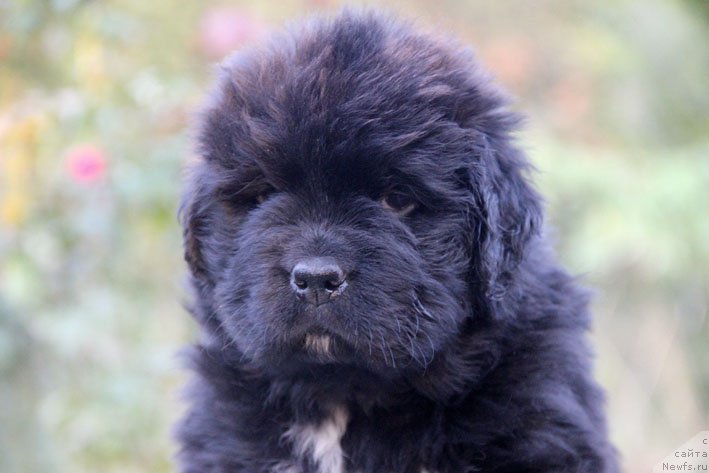 Фотография № 165529