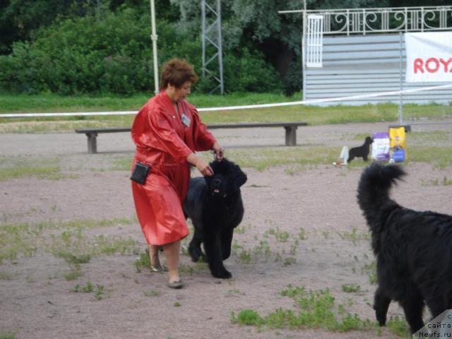 Фото: ньюфаундленд Talula Bell (Талула Белл), Anna Kovalyova (Анна Ковалёва)