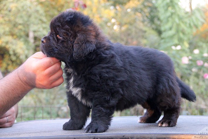 Фотография № 165530