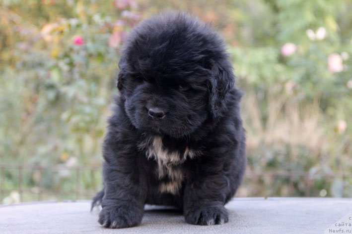 Фотография № 165532