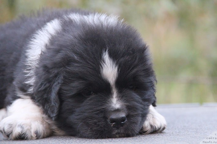 Фотография № 165533