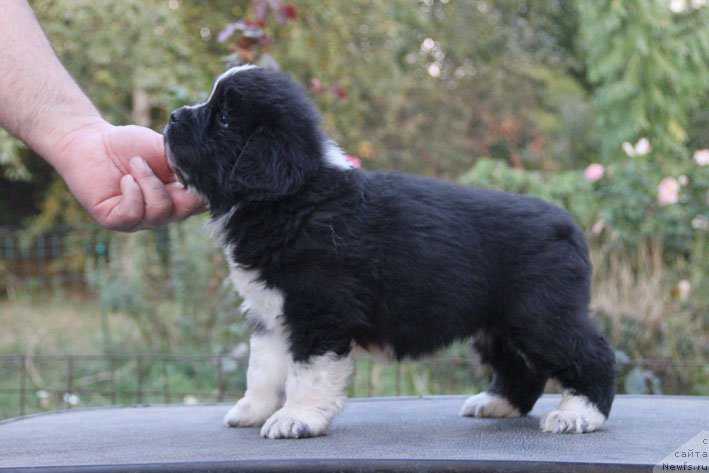 Фотография № 165534