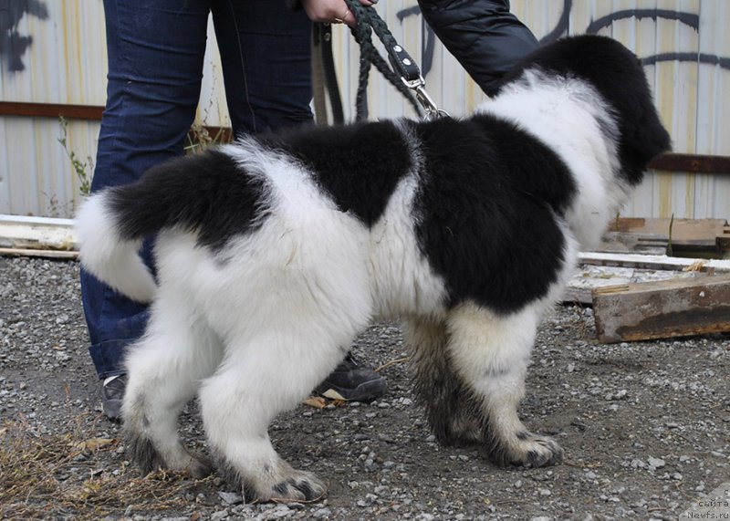 Фотография № 165540