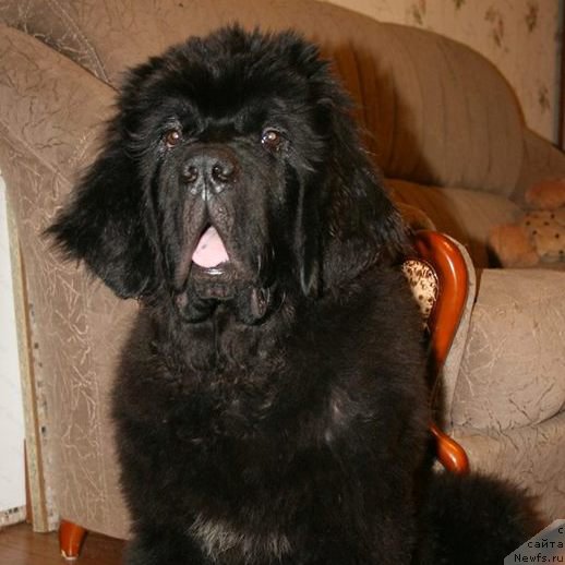 Фото: ньюфаундленд Chernaya Mafia Short and Sweet (Черная Мафия Шорт анд Свеет)