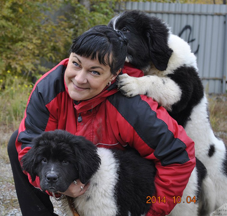 Фото: ньюфаундленд Mag Ispolin Onega (Маг Исполин Онега), ньюфаундленд Mag Ispolin Obi-Van Kenobi (Маг Исполин Оби-Ван Кеноби), 3 мес.