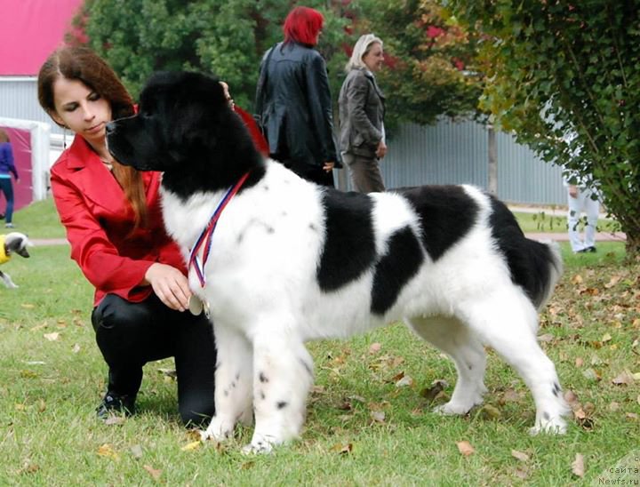 Фото: ньюфаундленд Chernaya Mafia Zebra Time (Черная Мафия Зебра Тиме)