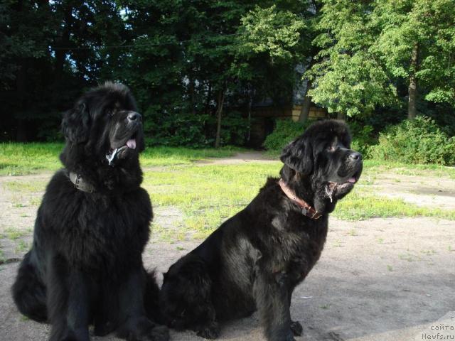 Фото: ньюфаундленд Smigar Ieremiya Ivent Magik (Смигар Иеремия Ивент Магик), ньюфаундленд Talula Bell (Талула Белл)