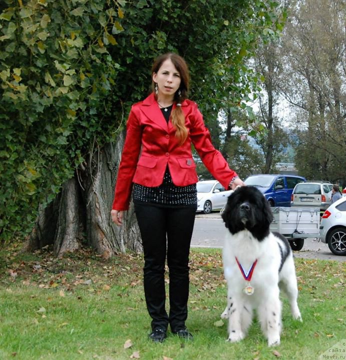 Фото: ньюфаундленд Chernaya Mafia Zebra Time (Черная Мафия Зебра Тиме)