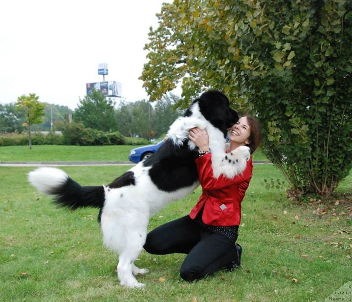 Фото: ньюфаундленд Chernaya Mafia Zebra Time (Черная Мафия Зебра Тиме)