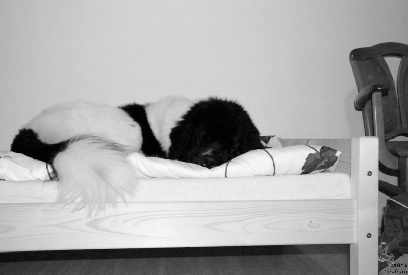 Фото: ньюфаундленд Chernaya Mafia Zebra Time (Черная Мафия Зебра Тиме)