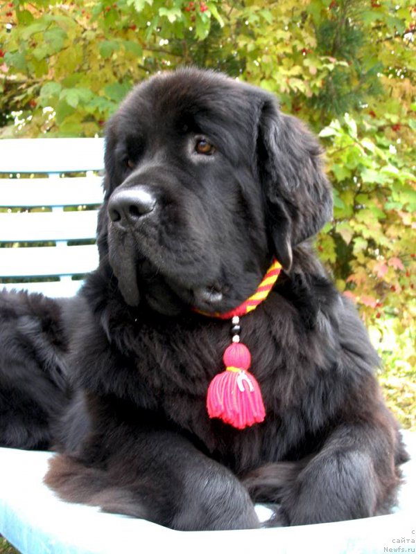 Фото: ньюфаундленд Chernaya Mafia Maybe She Will (Черная Мафия Маубе Ше Вилл)